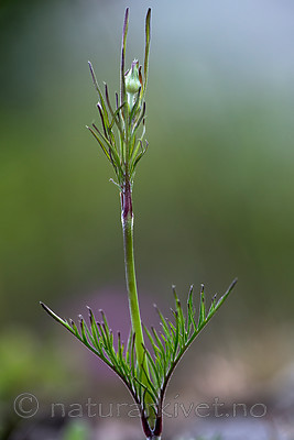BB 15 0399 / Scabiosa columbaria / Bakkeknapp
